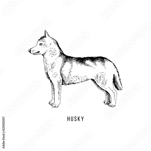 Hand drawn siberian husky
