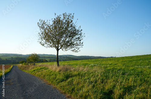Tree by the countryside gravel road and nice green meadow