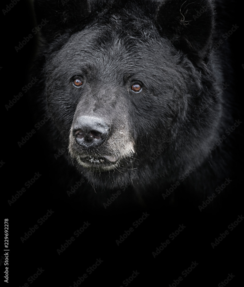 Fototapeta premium Niedźwiedź czarny (Ursus americanus) portret czarno-biały
