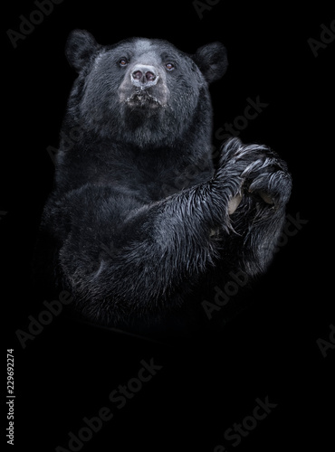 American black bear (Ursus americanus) the black and white portrait
