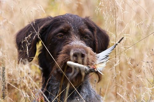 hunting dog carries the wing of the duck in the tall grass