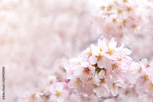 Sakura cherry blossom flower bloom in spring season. Vintage sweet soft tone.