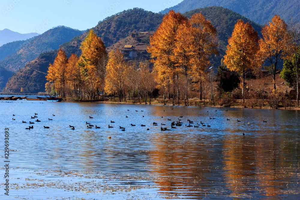 Obraz premium 泸沽湖秋景