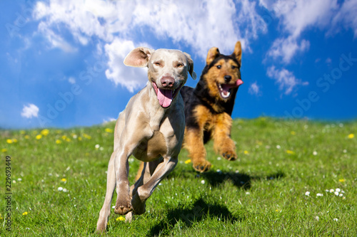 Two happy dogs running towards viewer under blue sky