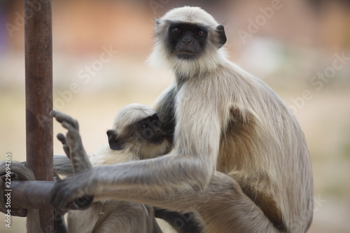 portrait of monkey © Oleh