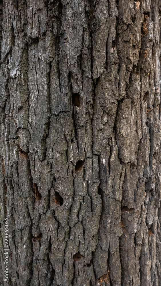 cut of a stump tree in the forest, texture and background for designers cut of a stump tree in the forest, texture and background for designers