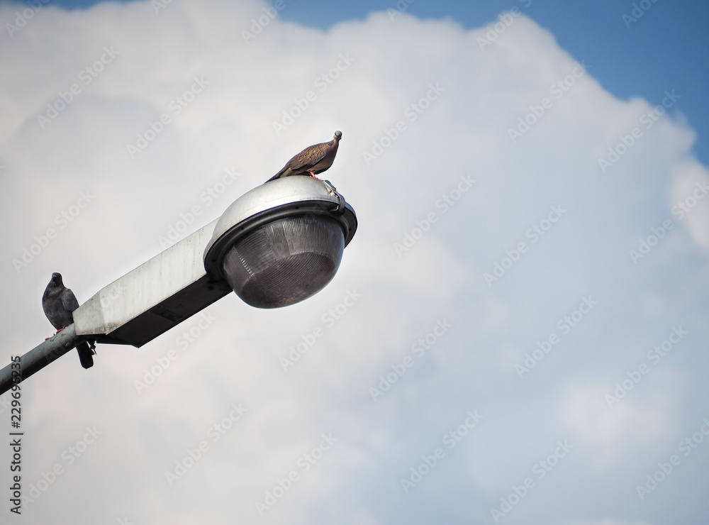 Pigeon bird is sitting on street light pole, With blue sky background. Pigeon bird is sitting on street light pole, With blue sky background.