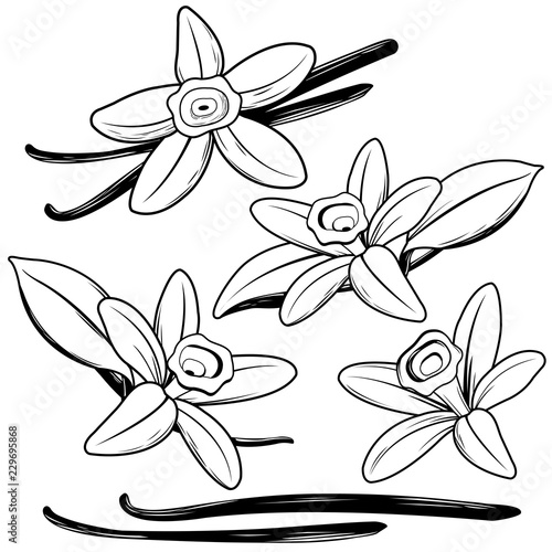 Vanilla flowers and vanilla sticks. Black and white illustration