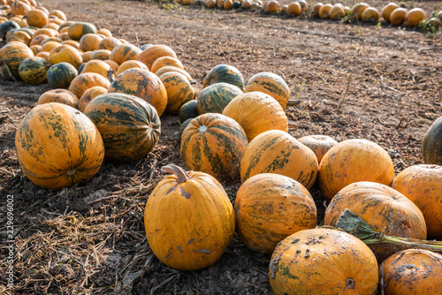 Kernölkürbis am Feld