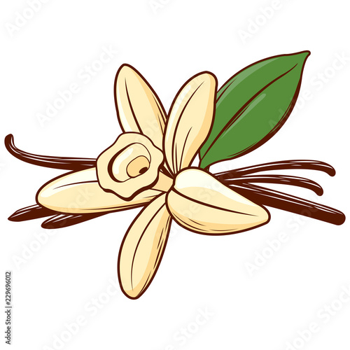 Vanilla flower and pod. Vector illustration