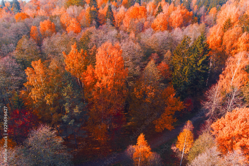 Bright autumn forest, nature from the  above. 