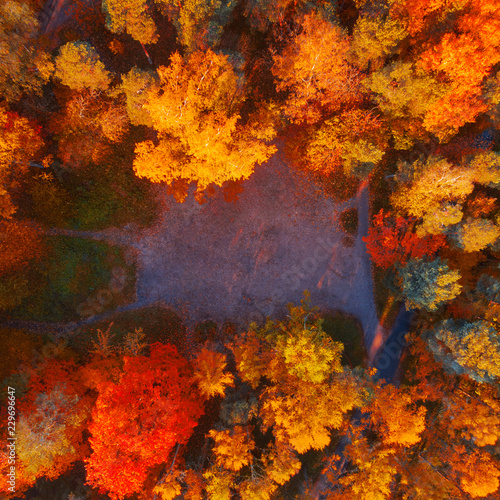 Bright autumn forest  nature from above. Aerial photo of autumn forest