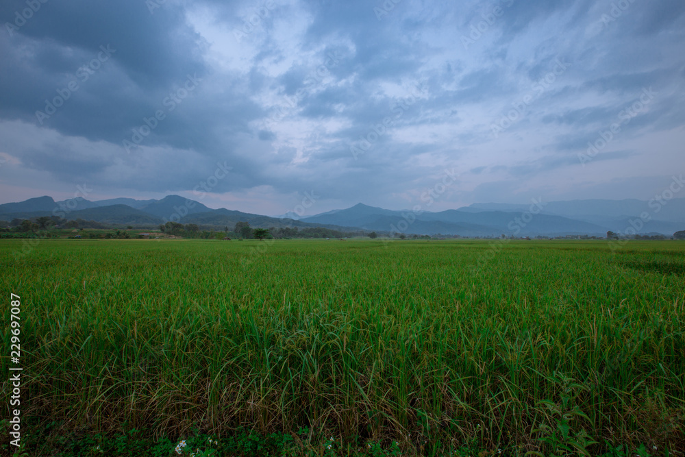 Obraz premium The foggy mountain background, morning light, paddy rice field, intimate nature wallpaper, beautiful natural scenery, colorful seasonal changes.