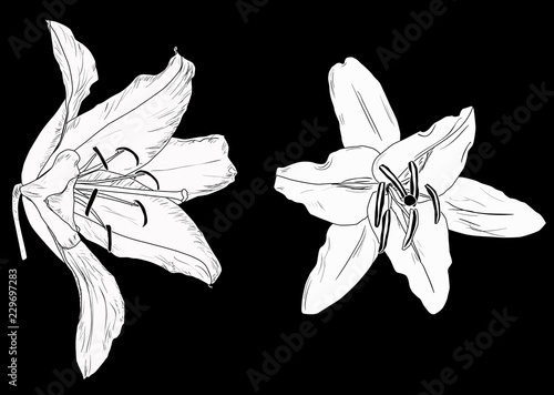 Fototapeta Naklejka Na Ścianę i Meble -  two blooms white lily silhouette isolated on black