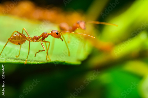 The ant stands on the leaf graceful gesture. © tawin