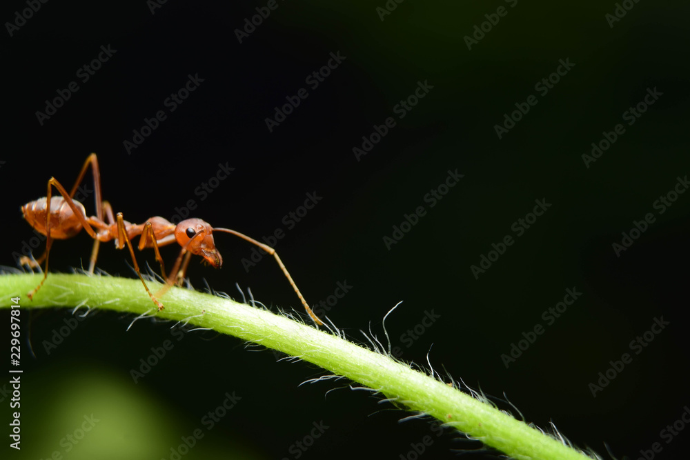 The ant stands on the leaf graceful gesture. The ant stands on the leaf graceful gesture.