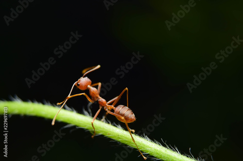 The ant stands on the leaf graceful gesture. © tawin
