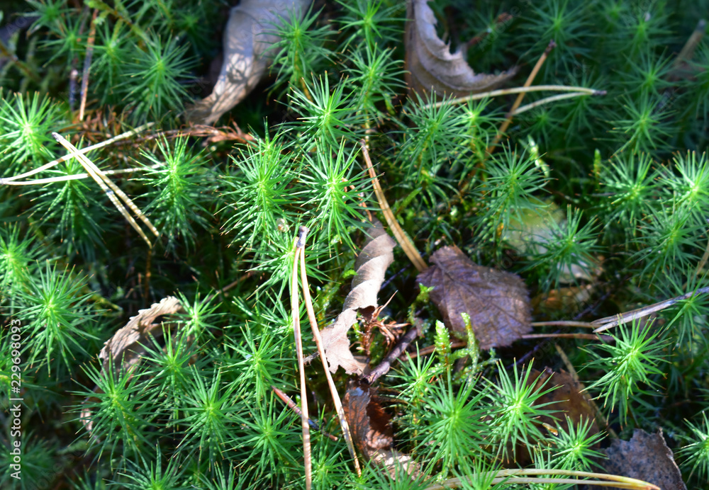 Obraz premium Green fluffy moss.