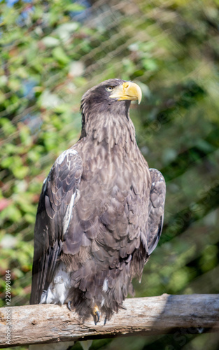 portrait of an eagle