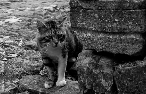 A street cat in the historic hill village of Oprtalj in Istria, Croatia
 photo