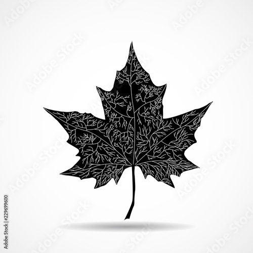 Maple leaf on white background. Vector illustration