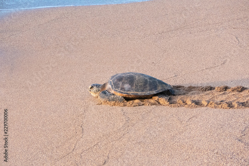 Green Sea Turtle going at sea, on a beach in Maui, Hawaii, USA