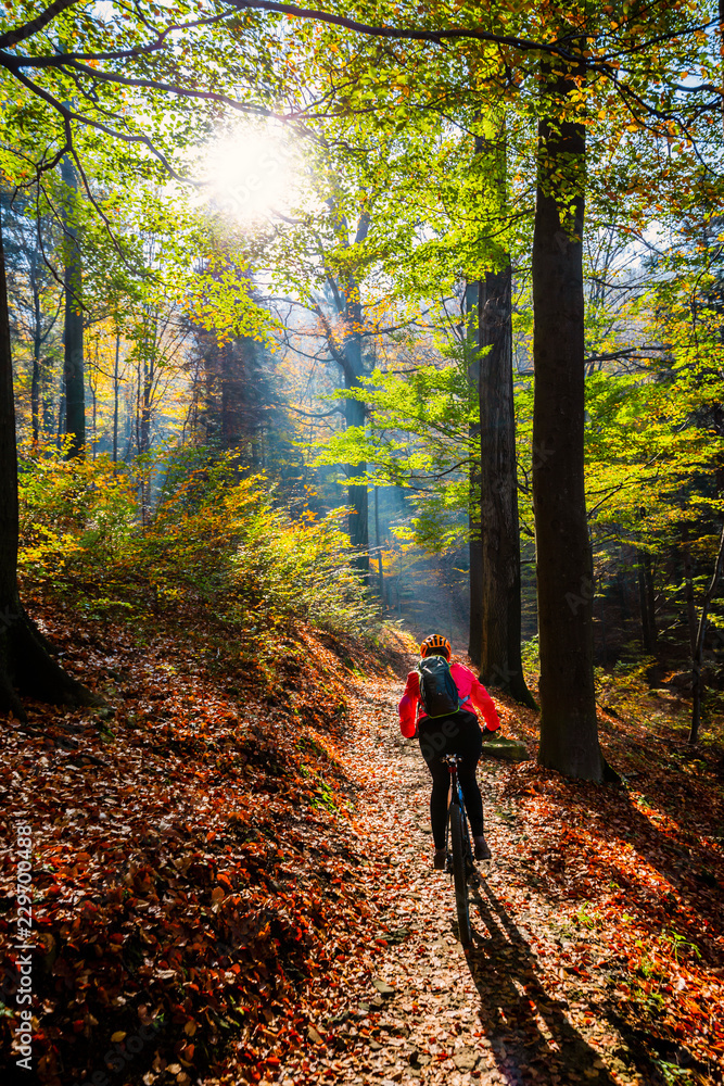 Obraz premium Cycling, mountain bikeing woman on cycle trail in autumn forest. Mountain biking in autumn landscape forest. Woman cycling MTB flow uphill trail.