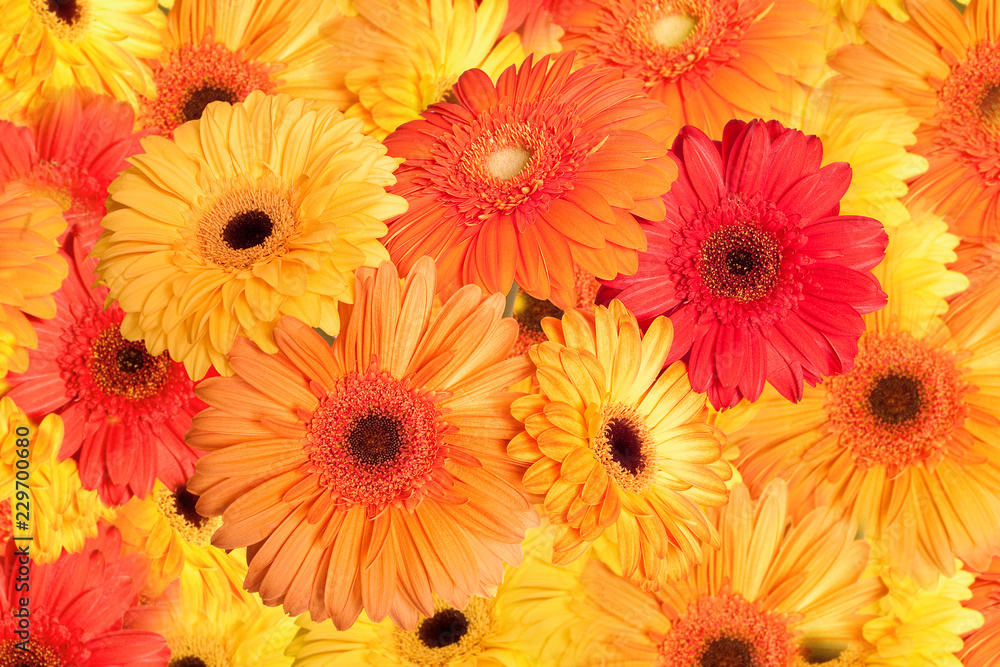 Gerberas - yellow, orange and red image Gerberas - yellow, orange and red image