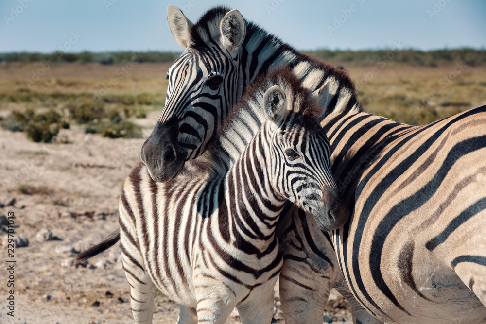 Zebra in bush, Namibia Africa wildlife Zebra in bush, Namibia Africa wildlife