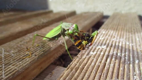 scène en gros plan d'une mante religieuse en train de dévorer une guêpe en terrasse au soleil 