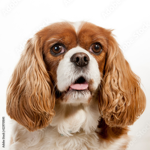 Fotografia cavalier king charles spaniel dogs