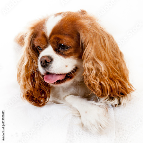 Obraz na płótnie cavalier king charles spaniel dogs