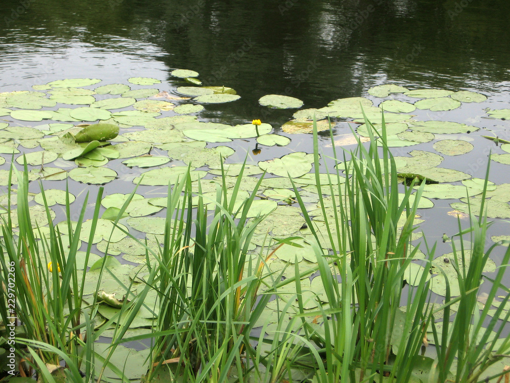 Beautiful yellow Water lily in the clear pond. Nature habitat. Underwater landscape. Beautiful yellow Water lily in the clear pond. Nature habitat. Underwater landscape.