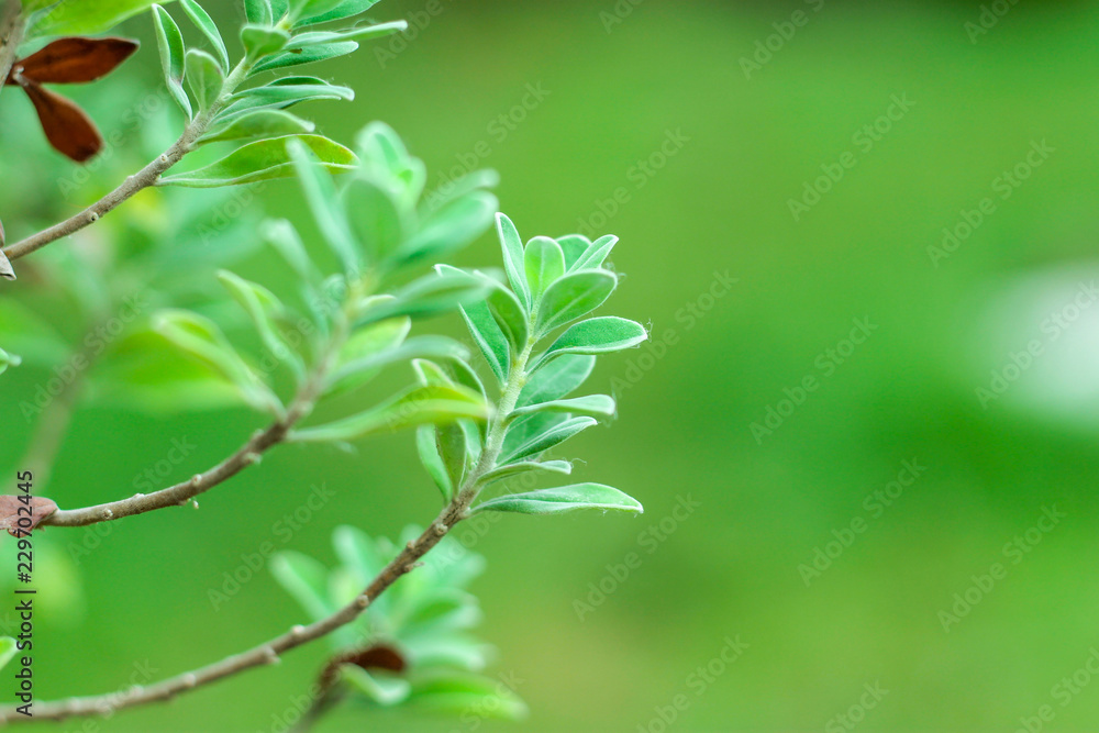 nature for background nature for background
