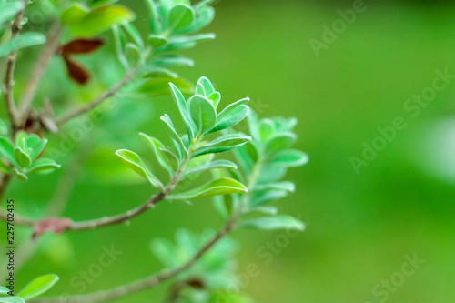 nature for background
