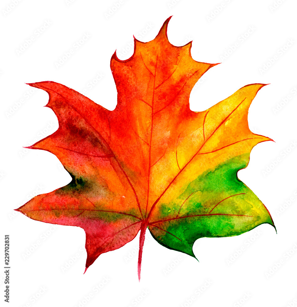 Obraz premium For decoration design. Botanical illustration. Autumn maple leaf with watercolor.