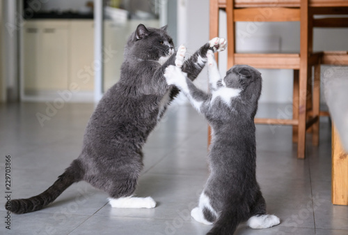 Fototapete Two British short-hair cats in a fight
