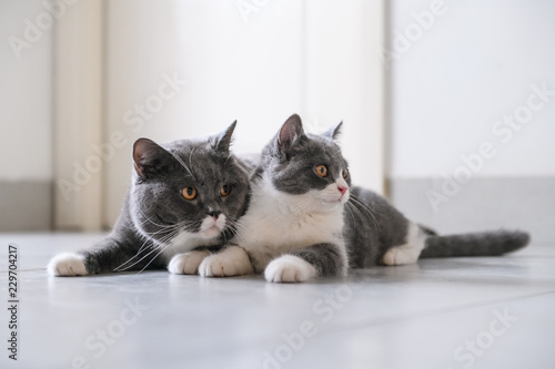 Two English short hair cats