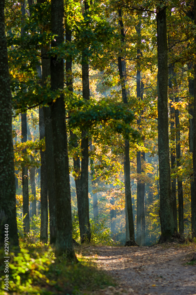 Fototapeta premium Forest. Green trees in the forest. Green and yellow leaves on a tree