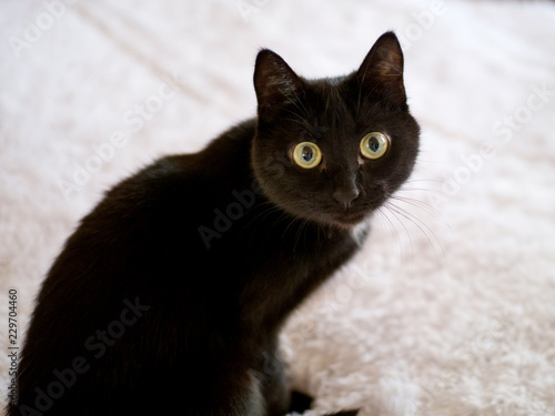 Black cat looking at camera, on white background.