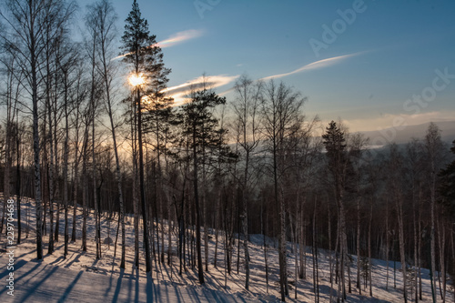 trees on a hillside in winter at sunset