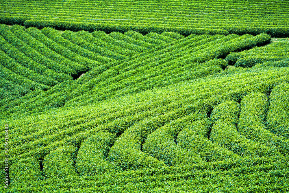 Tea Plantation in Moc Chau village, Vietnam Tea Plantation in Moc Chau village, Vietnam