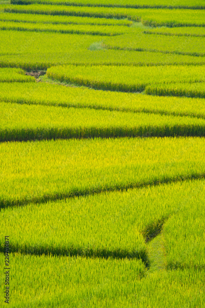 Green Terraced Rice Field in Nan, Thailand. Green Terraced Rice Field in Nan, Thailand.