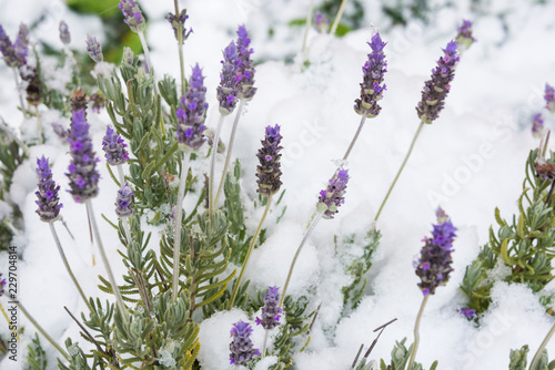 Lavender flowers under snow in unusually cold winter in Italy 