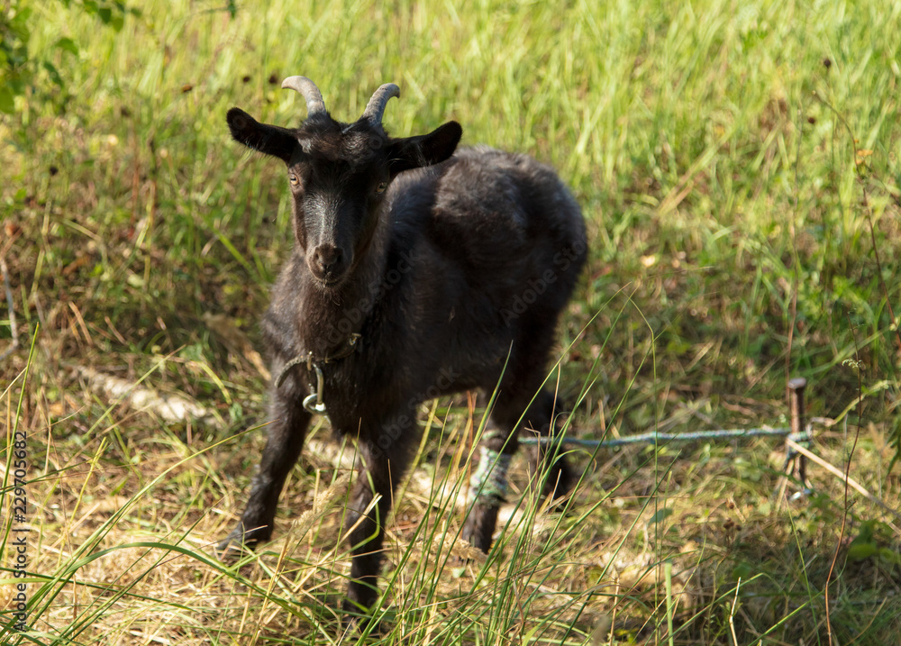 Portrait of a black goat on a pasture Portrait of a black goat on a pasture