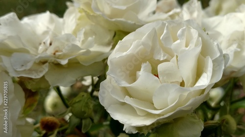 White roses © Александр Пичужкин