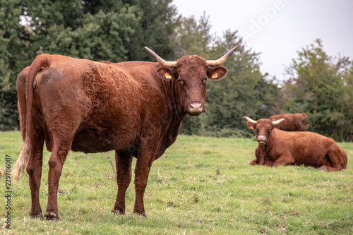 Photography Vaches de race Salers en pâture