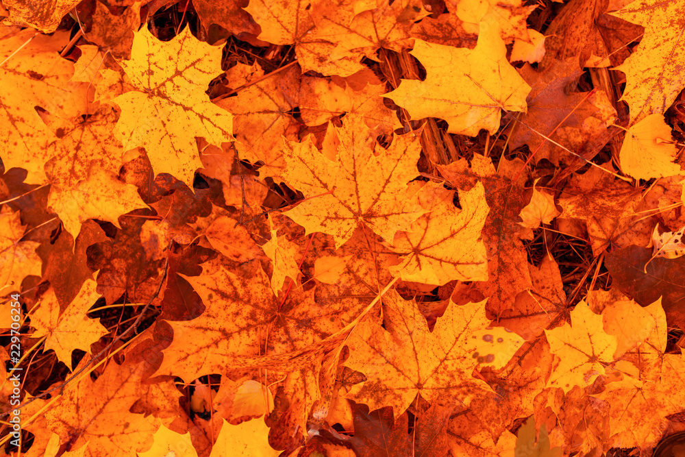 Fototapeta premium Leaves on the ground in autumn as a background