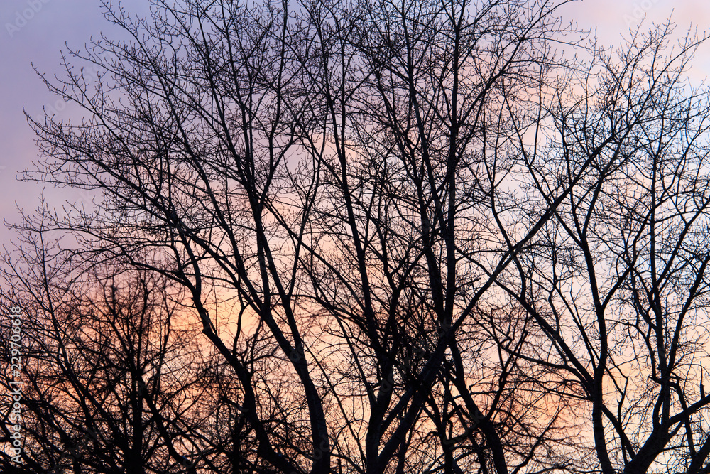 Naked branches on a tree against a sunset sun Naked branches on a tree against a sunset sun