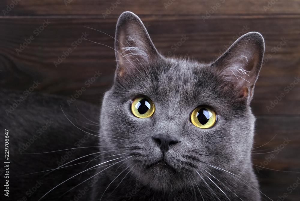 Portrait of a gray domestic cat on a wooden background.